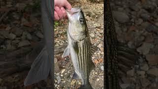 Delaware River Striper (Jigging) - Easton PA 6-2-24 #striper #striperfishing #fishing #stripedbass