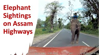 Elephant Sightings on Highways in Assam #shorts