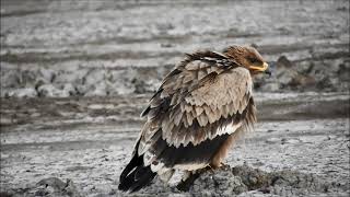 steppe eagle