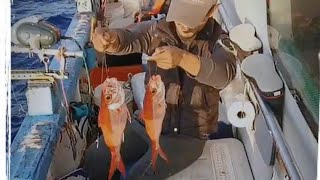 Mancing master l si merah snapper. Di perairan taiwan