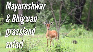 In search of wolves | Part-I | Bhigwan grasslands tour | Mayureshwar wildlife sanctuary