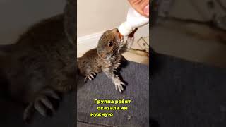 Во время грозы трех бельчат засыпало листвой #животные #факты #shorts