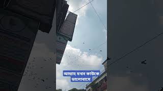 #viralvideo #আল্লাহ যখন কাউকে ভালোবাসে তার ভিতরে নিশানা পাওয়া যায় #viralshort #viralshorts #birds