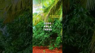 💸₹60 - 70 லட்சம் வருட வருமானத்துடன் 30 ஏக்கர்🌴விற்பனைக்கு | 30 ACRE🌳FOR SALE #best #land #lowbudget