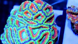 Ultra Rainbow Acan Colony