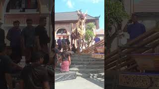 ADA BUNGA EMAS DI KEPALA LEMBU BESAR INI ..PERSIAPAN PELEBON PURI UBUD!!10/6/24#shorts #bali