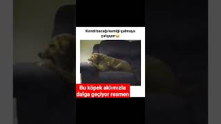 BU KÖPEK AKLIMIZLA DALGA GEÇİYOR