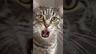 Cat Earthquake Reaction #shorts #cat