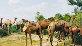 Camels eating green tree 🌳