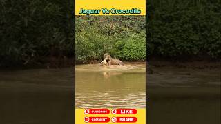 Jaguar attack on crocodile 🐊 #animals #wildanimal #shortsviral