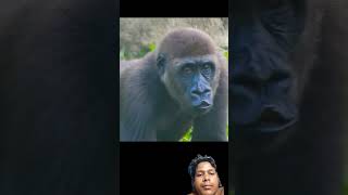 Silverback Gorilla baby and mom siblings #funny #trending #shorts #shortsfeed #memes #gorilla #4k