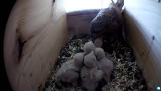 Kestrel nestbox 20190610