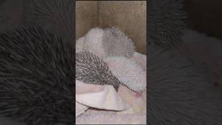 🤗Маленькие ежатки). Little hedgehog. #ezhikafro #hedgehog #funnyvideo #cuteanimals #cutebaby #baby