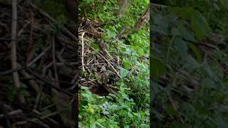 Fieldfare baby eating