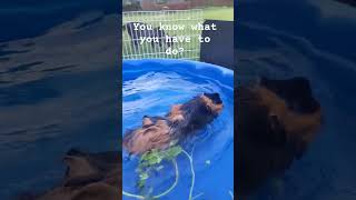 guinea pig swimming #pets #cute #shortsvideo