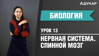 Спинной мозг | Нервная система | Биология ЦТ, ЕГЭ