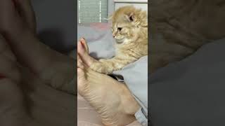 Adorable Alert: Super Cute Kitten loves playing with feet