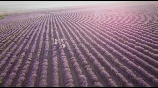 Crimea. Lavender