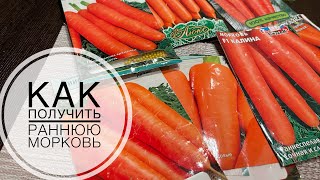 Ранняя морковь Когда посеять и как