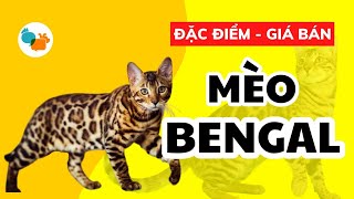 Mèo Bengal Giá Bao Nhiêu Tiền? Mèo Lai Hoang Dã Đầy Kiêu Hãnh - Tiki Pet Store