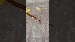 Centipedes moving on 👽❤️   #centipedes #dangerous #animals #funny #interessante #travel #asia #dj