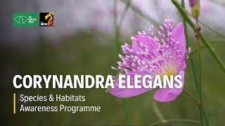 Corynandra elegans - Species & Habitats Awareness Programme