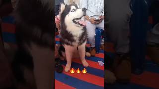 Dog Show Mysore(2024) #shorts #ytshorts #viralshort #trendingshorts