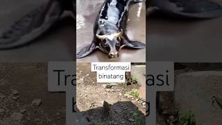 Transformasi binatang #animals #shorts