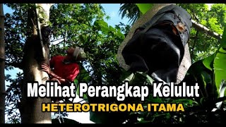 PERANGKAP KELULUT HETEROTRIGONA ITAMA || PERANGKAP KLANCENG