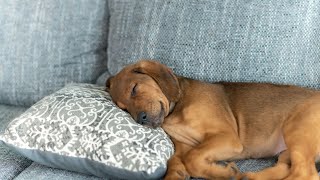 Rhodesian Ridgeback Socialization with Multiple Pets