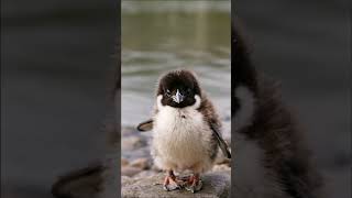 Penguin Chick Eats from Human Hand #AdorablePenguin #WildlifeMoment