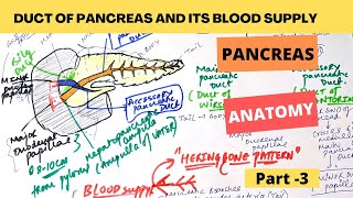 Ducts of Pancreas | PANCREAS ANATOMY PART 3/3 | ABDOMEN ANATOMY