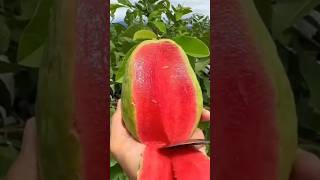 amezing guava cutting #guava #shorts