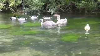 Cygnets chase ducks on River Test, Whitchurch, Hampshire