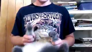 Death Metal Cat Cover