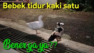 Benarkah bebek kl tidur kaki satu