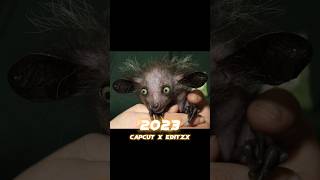 2023 Aye-Aye vs 5000 bce Aye-Aye #shorts #viral