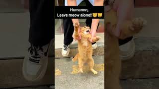 funny cat compilation | orange cat attitude and suprimacy #funniestvideo #funnycat #funnycatvideos