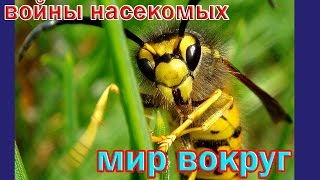 Войны Насекомых. Документальный Фильм National Geographic.