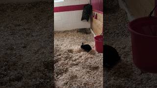 Rabbit in the dark close by #rabbits #animal #animals #toronto #trending #viral #shortsviral #vlog