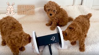 ASMR | Puppies nibbles on your ears for sweet and tingly relaxation🐶 cuteness overload🥰