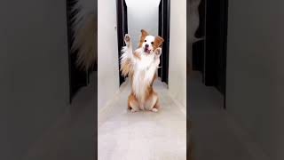 Watch till end Dog doing reel... #dog #youtubeshorts #youtube #shorts #reels...