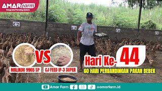 Part #44 | 60 Hari Perbandingan Malindo 9905 SP Vs CJ Feed IP-3 Super