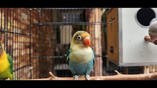 Green Fischer, blue love bird and gree parrot, 3 lovebirds in one cage,