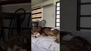 sleepy baby dog #love #husky #pets #petlover #shorts #shortvideo