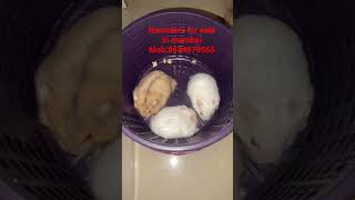 hamsters for sale in mumbai #pets #hamsterbabies #hamsterbreeding #forsale #mumbai