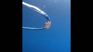 JellyFish gets caught in an underwater vortex bubble 🌊