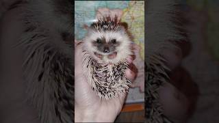 😈Откуда у ёжика засос⁉️Where does a hedgehog get a hickey? #ezhikafro #hickey #hedgehog #funnyvideo