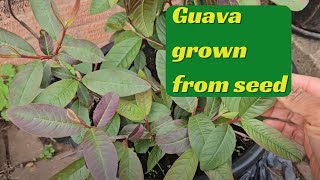 Guava grown from seed