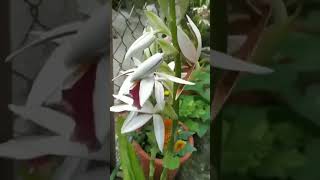 Phaius Tankervilleae Orchid | NUN'S ORCHID | Phaius Flavus | Phaius Orchids